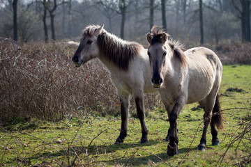 Obraz premium 2 Konik horses at Park Kempenbroek, St. Martensheide, Bree, Belgium