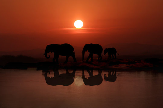 Family of 3 Elephants Walking In the Sunset