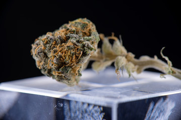 Dried cannabis bud (ambrosia strain) over reflective glass surface on dark background