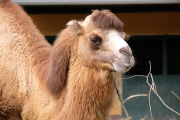 Camel