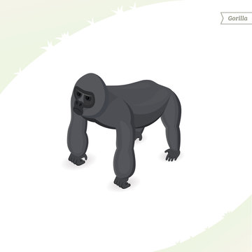 Gorilla isolated on white background. Isometric view. Flat vector illustration.