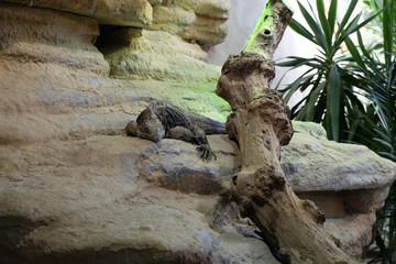 Cuban rock iguana (Cyclura nubila), also known as the Cuban ground iguana