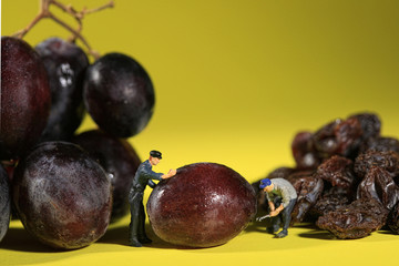 Workers Turning Grapes into Raisins