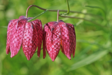 Fritillary flowers