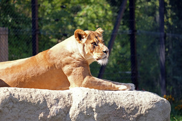 Lion (Panthera leo)
