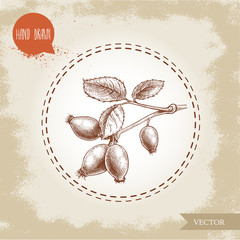 Hand drawn sketch style rose hips branch with berries and leafs. Health vector vintage illustration.