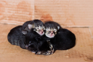 Little blind newborn kittens sleeping in a cardboard box