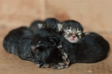 Obraz premium Little blind newborn kittens sleeping in a cardboard box