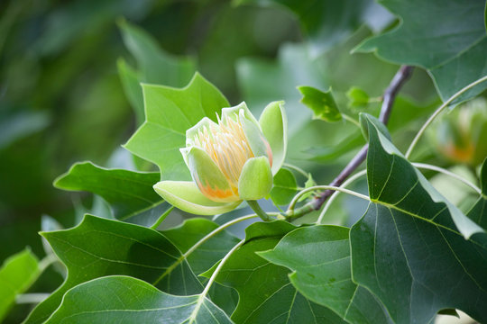 One flower of tulip tree ( Liriodendron ) on a branch.