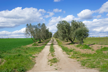 Fototapeta na wymiar Sentiero di campagna costeggiato da ulivi