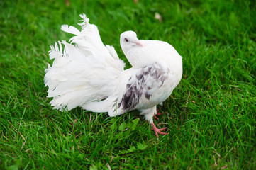 Naklejka premium White dove on the green grass.