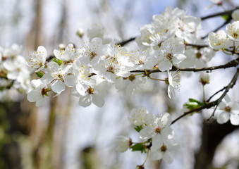 Fleurs de prunier, printemps 