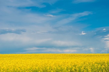 Obraz premium Yellow canola (Brassica napus L.) field with blue sky