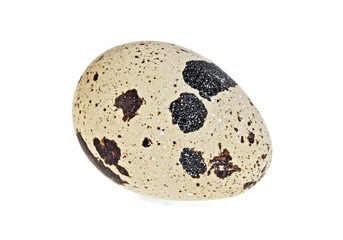 Single quail egg on white background