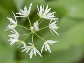 Bärlauch (Allium ursinun)