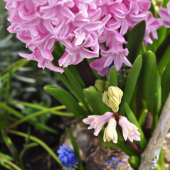 Fleurs de jacinthe, printemps  