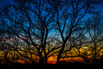Fototapeta sunset tree obraz