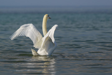 Fototapeta na wymiar Beautiful white adult mute Swan (lat. Cygnus olor) - spread its wings
