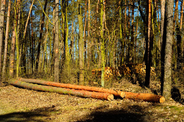 Pnie drzew na wycince lasu © W Korczewski