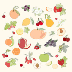 Set of vector illustration of fruits and berries