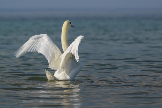 Beautiful white adult mute Swan (lat. Cygnus olor) - spread its wings