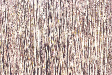 Fast growing trees make abstract vertical lines