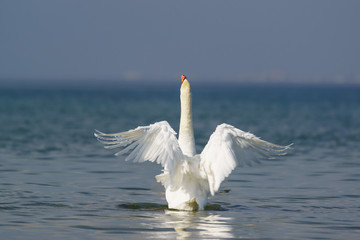 Beautiful white mute Swan (lat. Cygnus olor) - spread its wings