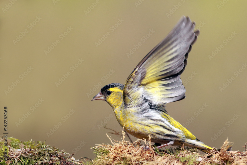 Wall mural Siskin