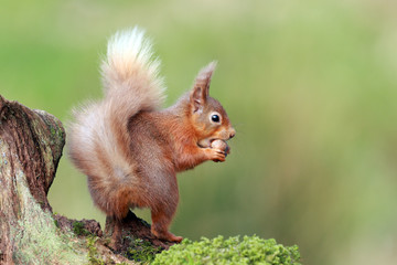 Red Squirrel