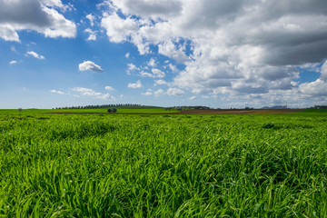 Prato verde con campo di ulivi in lontananza