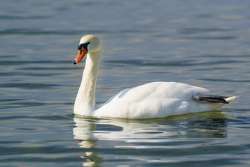 Single white adult mute Swan (lat. Cygnus olor) is a bird of the duck family - dry the paw afloat