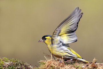 Siskin