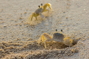 Ghost crab pair