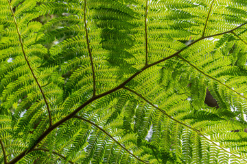 fern / Bottom of a fern leaf 