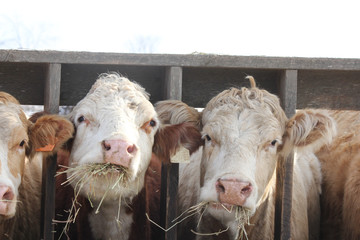 Cows with head between wooden struts of fence on holding pen, mouth full of straw  

