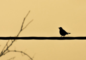 A bird on wires