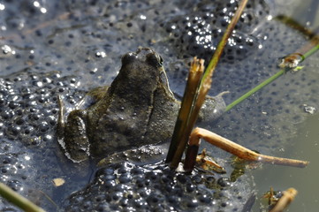 Reproduction des batracienes 