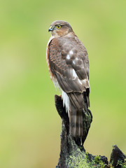 Sparrowhawk