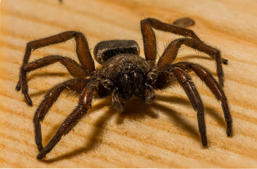 Spider