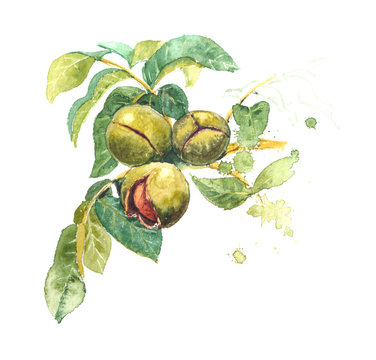 Realistic watercolor illustration of walnut tree, Juglans regia, with fruits, leaves. Walnut shell inside its green husk nuts.