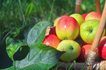 small juicy apples in a basket on a green lawn