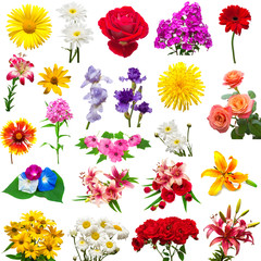 Collection of beautiful colorful flowers