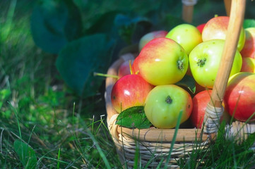 small juicy apples in a basket on a green lawn