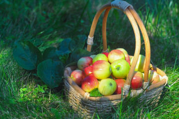 small juicy apples in a basket on a green lawn