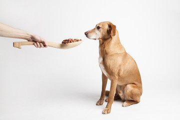 Feeding dog with dry food from big wooden spoon. Isolated on the white background.  