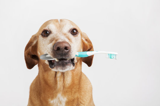 Brown dog holding a toothbrush on a bright background. Health care.