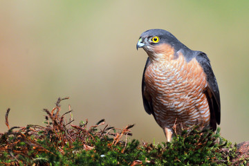 Sparrowhawk