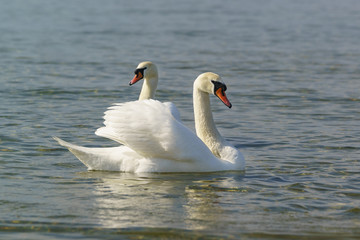 Obraz premium Beautiful pair of adult white swans mute (lat. Cygnus olor) is a bird of the duck family floating on the water