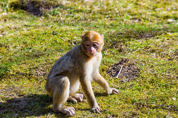 Obraz premium Little Berber monkey sitting alone on the meadow