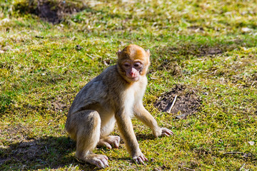 Little Berber monkey sitting alone on the meadow